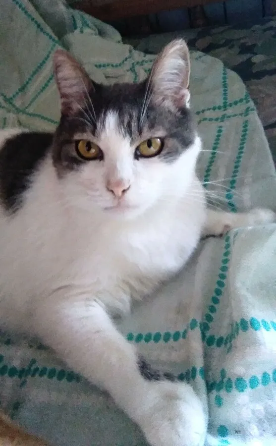 White cat with gray patches and yellow eyes lies on a blue and white patterned blanket