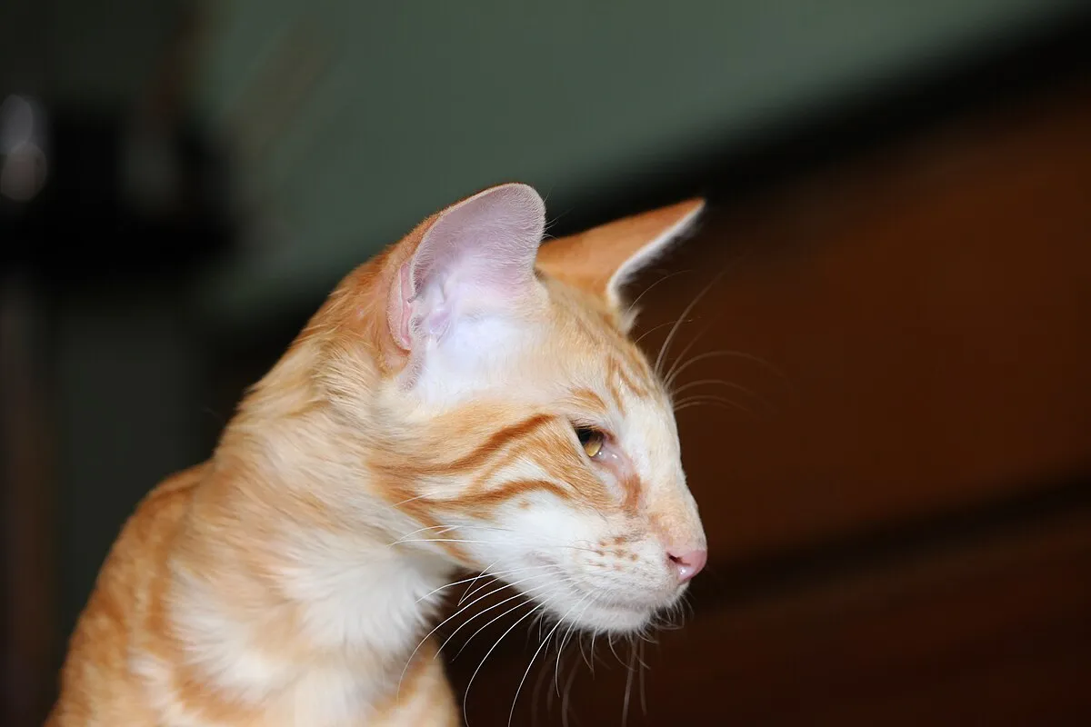 A slender light orange cat with subtle tabby markings and large ears