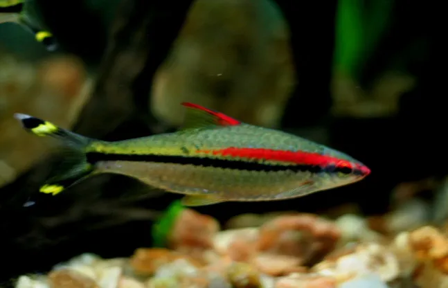 A Denison Barb fish with a prominent red stripe and yellow markings on its tail fin