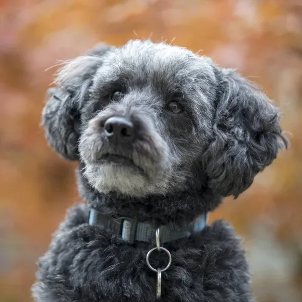 Closeup of small gray Schnoodle tilting its head up while wearing a blue collar