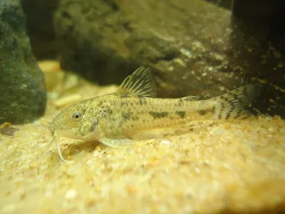 A single Dusky Corydoras fish with subtle markings rests on the sandy bottom of an aquarium