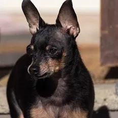 A small black and tan Russian Toy dog with large ears looks to the left