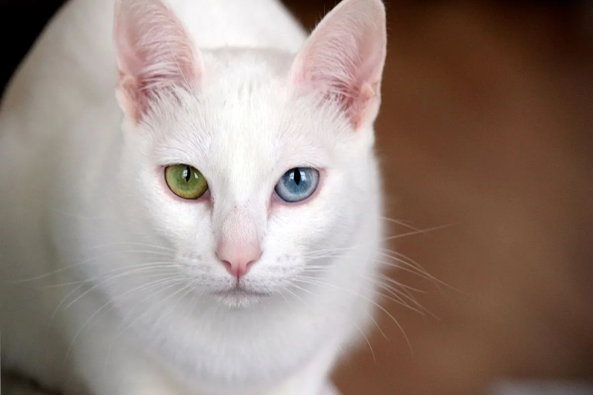 A close up of a pure white Khao Manee cats face with captivating odd eyes one blue and one green