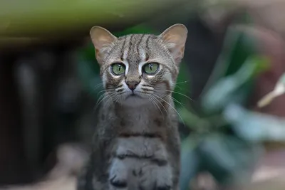A small slender wild cat with gray and brown patterned fur and captivating green eyes