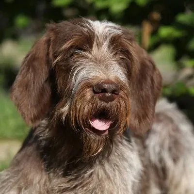 Close up of a brown and white Spinone Italiano with a long beard and open mouth