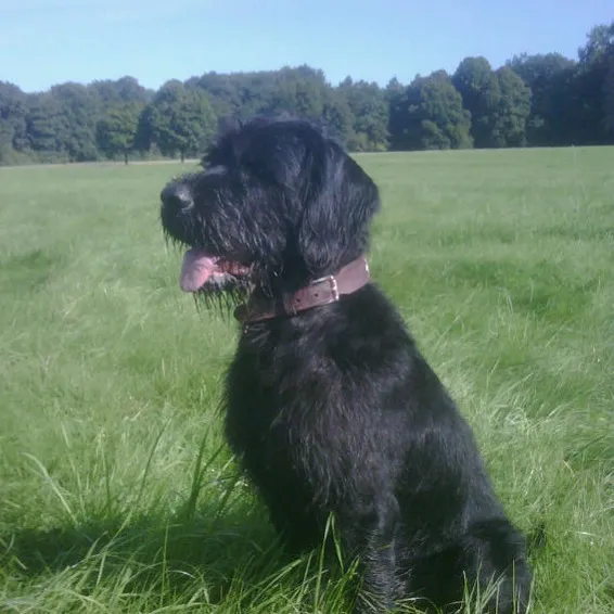 A black Pudelpointer dog sits in tall green grass with its tongue out