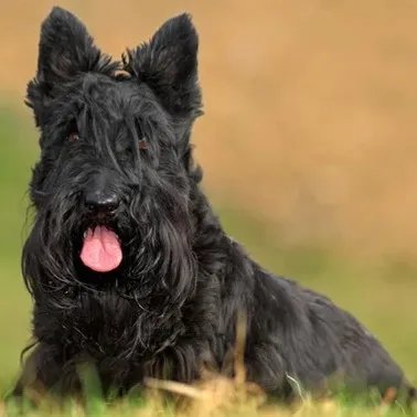 A black Scottish Terrier with a long beard lies on green and brown grass with its tongue out
