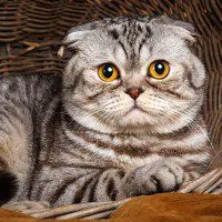 A gray tabby cat with distinctive folded ears and large round golden eyes sits within a woven basket