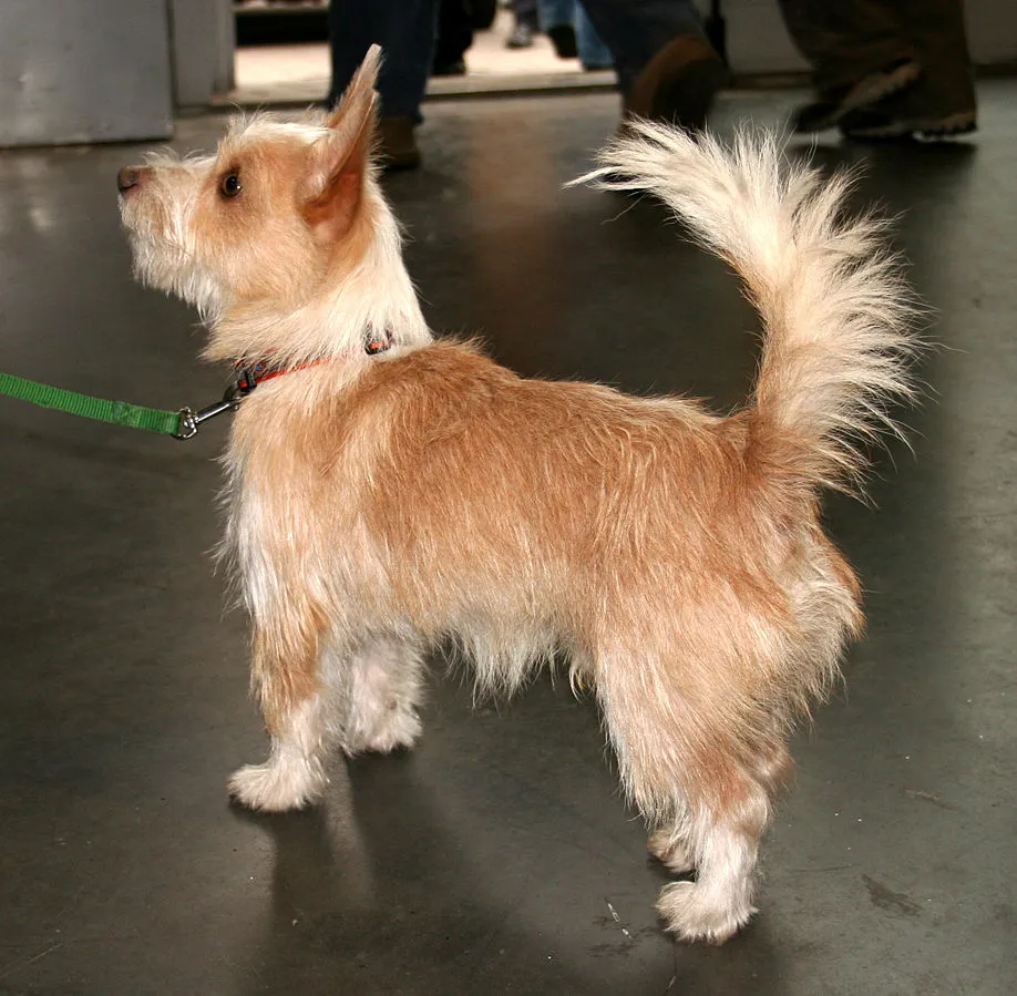 Small tan and white Portuguese Podengo Pequeno with erect ears stands on a leash