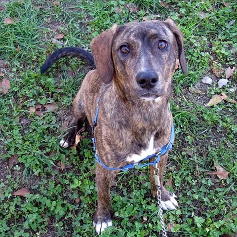 A brindle patterned Plott Hound dog sits on grass and dirt