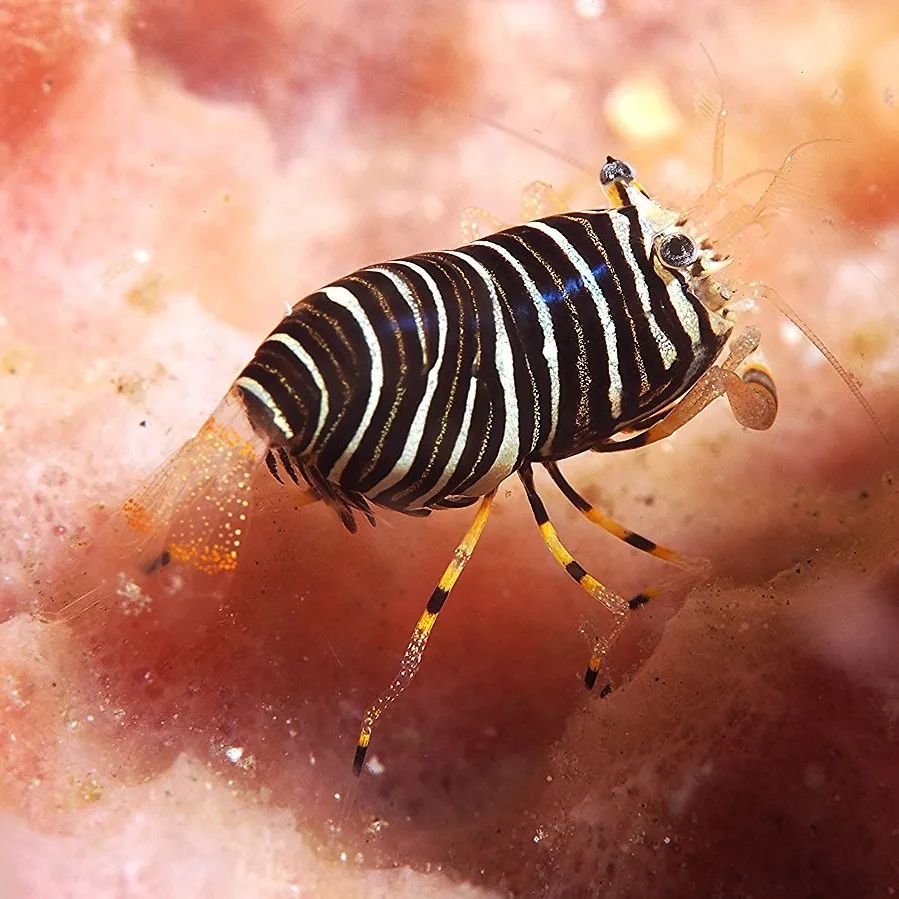 A bumblebee shrimp with black and white stripes and yellow banded legs on a pink coral reef