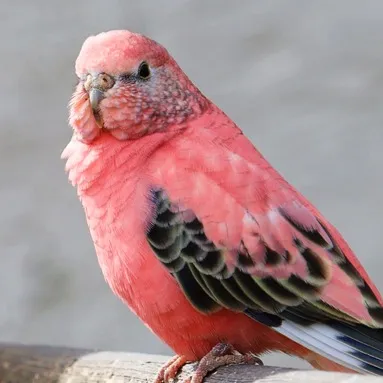 A pink Bourkes parakeet with black and white markings on its wings looks to the left