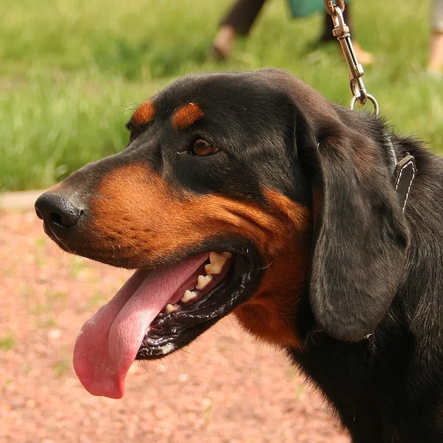 A close up of a black and tan hound type dog with its mouth open and tongue out