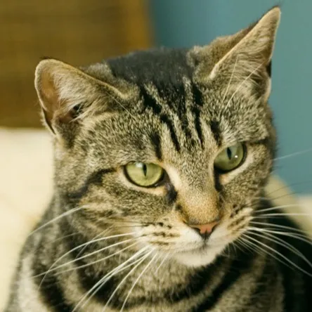 Close up of a brown tabby cat with striking green eyes and black stripes