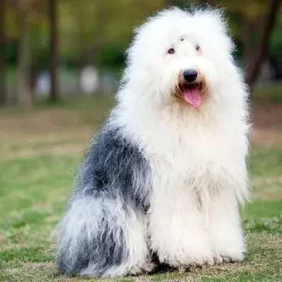 A large fluffy Old English Sheepdog with white and gray fur sits on green grass with its pink