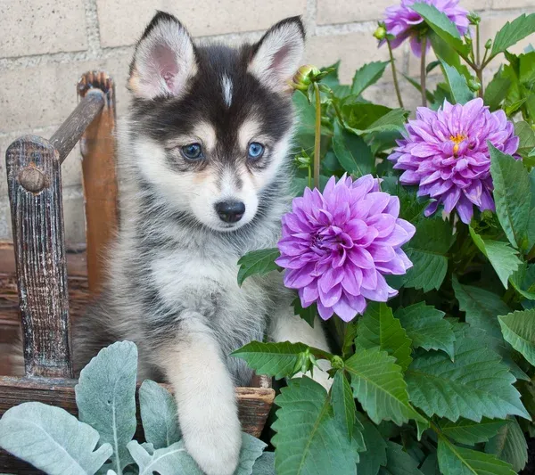 Small gray and white Pomsky puppy with blue eyes sits near vibrant purple flowers looking down