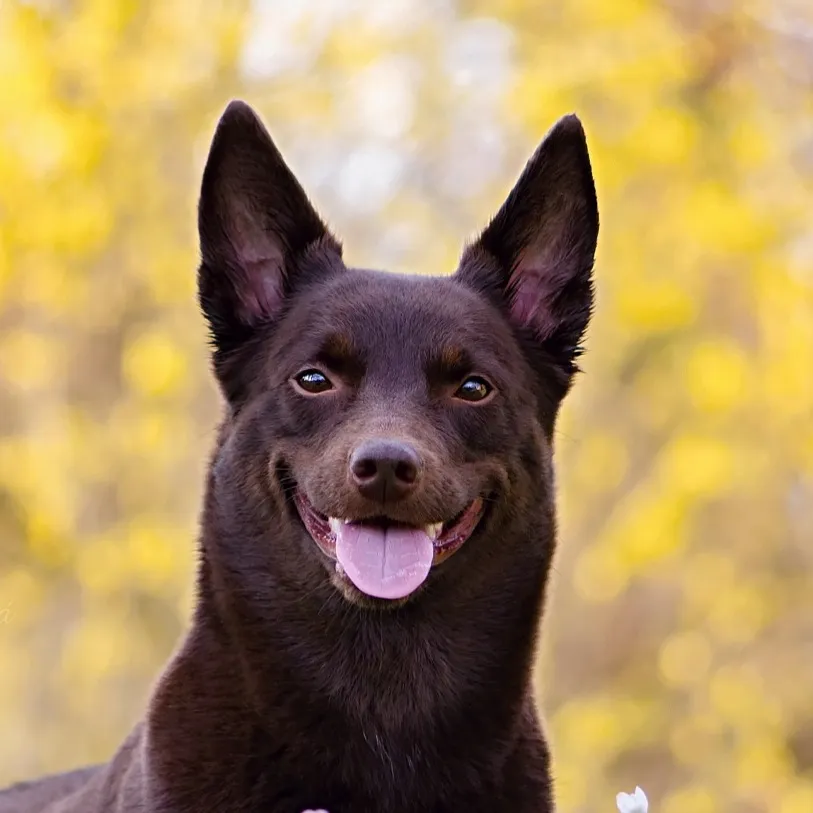 Dark brown Australian Kelpie dog headshot with pointed ears smiling and tongue out