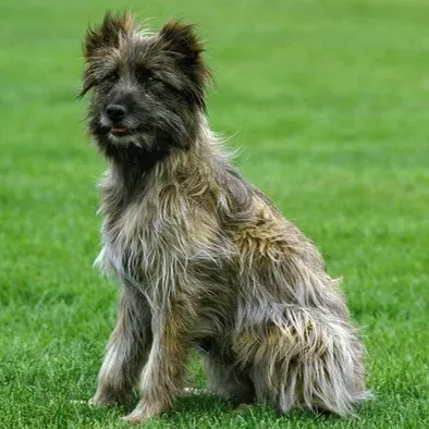 A medium sized shaggy Pyrenean Shepherd dog with tan and black fur sits attentively on green grass