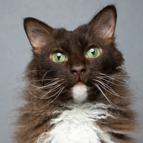 A fluffy dark brown LaPerm cat with a white bib and striking green eyes looks directly at the camera