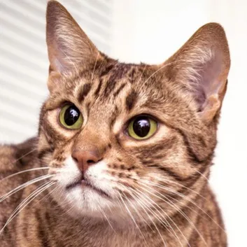 A close up of an Ocicats face with distinctive spotted tabby markings and bright green eye