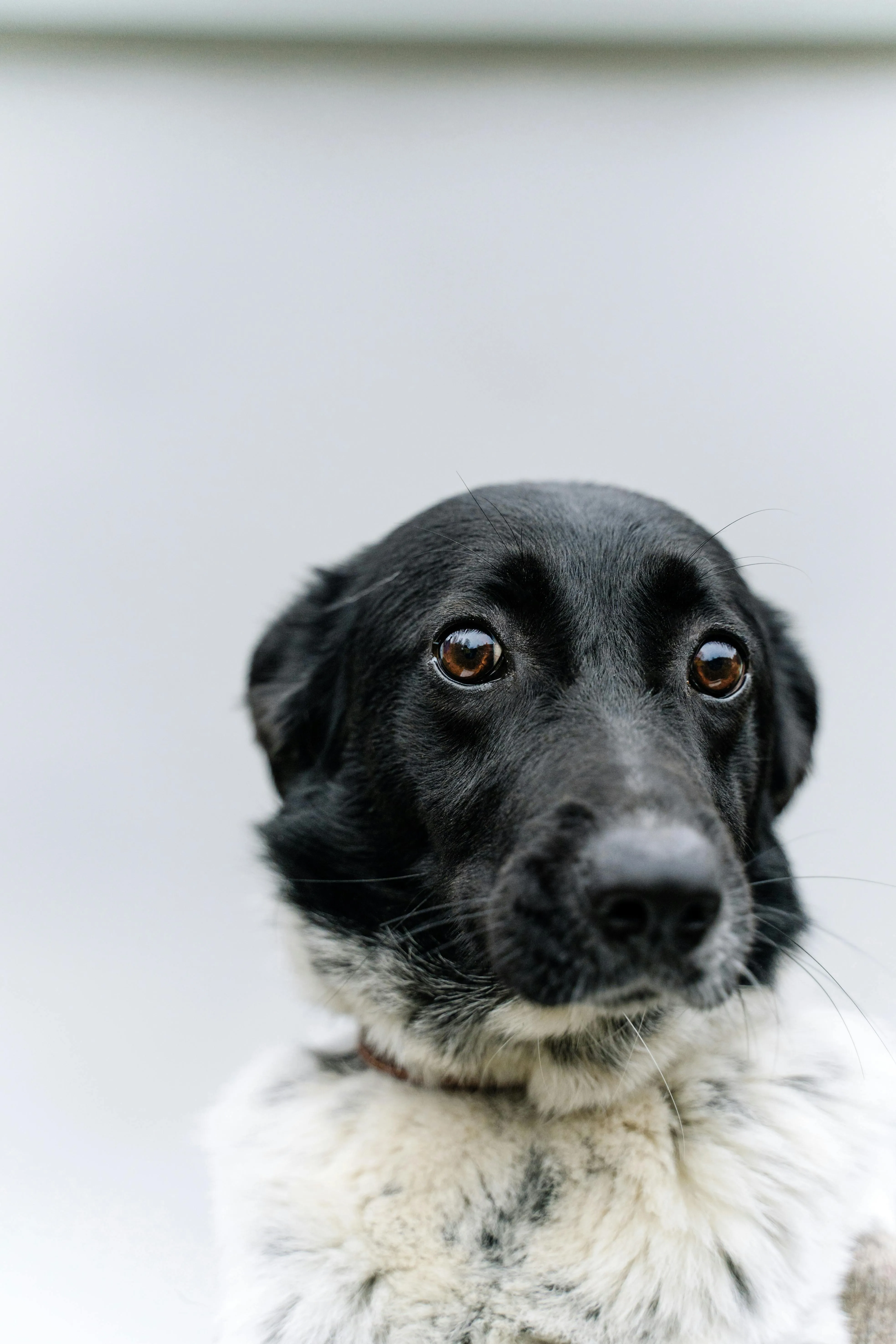 A black and white Stabyhoun dog with expressive brown eyes looks directly