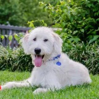Fluffy white Labradoodle dog lies on green grass tongue out wearing a blue collar