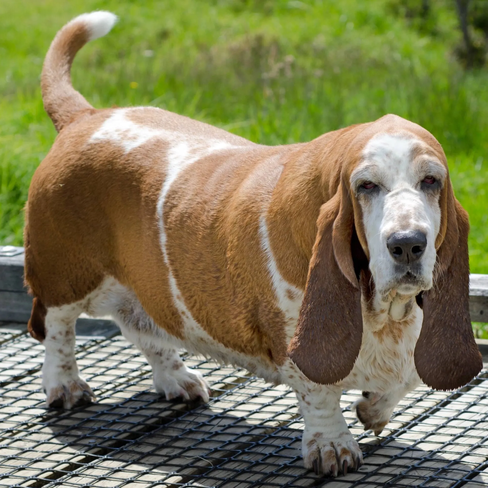Brown and white Basset Hound dog stands on a metal grate long droopy ears and a white tipped tail