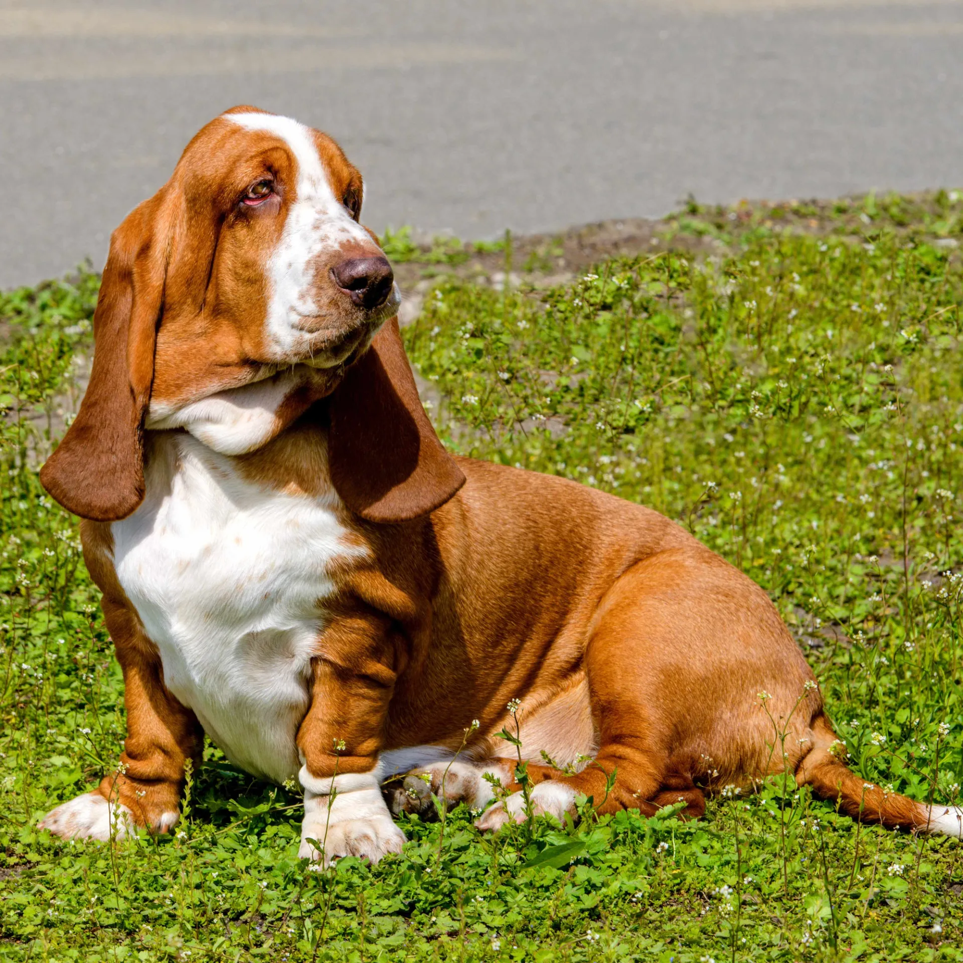 Brown and white Basset Hound dog sits on green grass with long droopy ears white stripe on its head