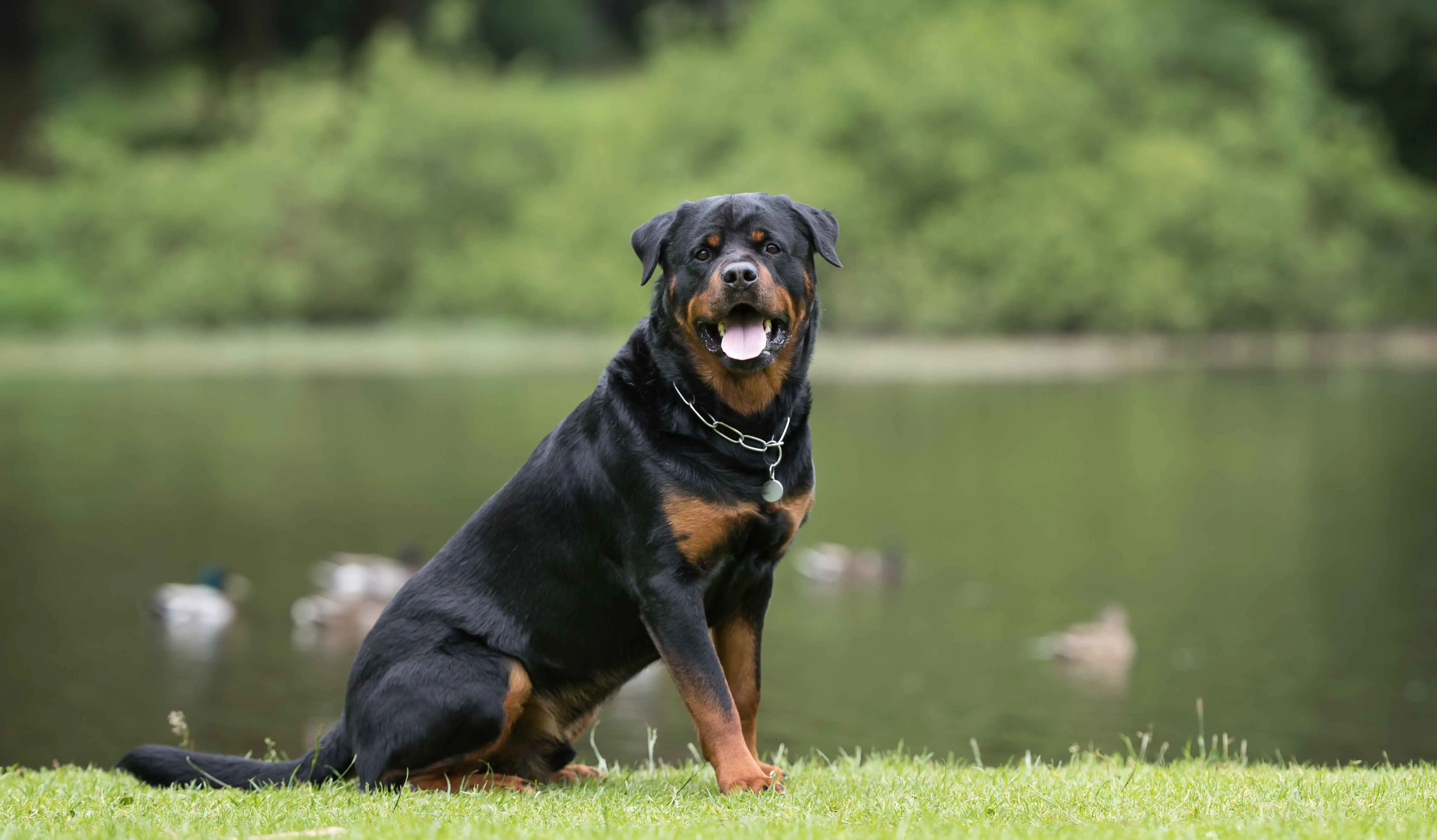 Black brown Rottweiler dog sits on green grass near a lake with trees behind it