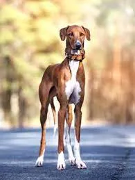 Brown and white Azawakh dog stands on road black collar with light studs