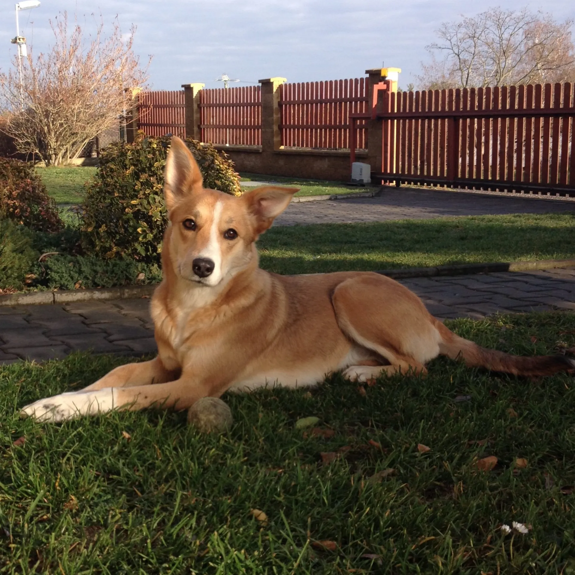 Tan Carolina Dog with white markings lies on green grass in a yard