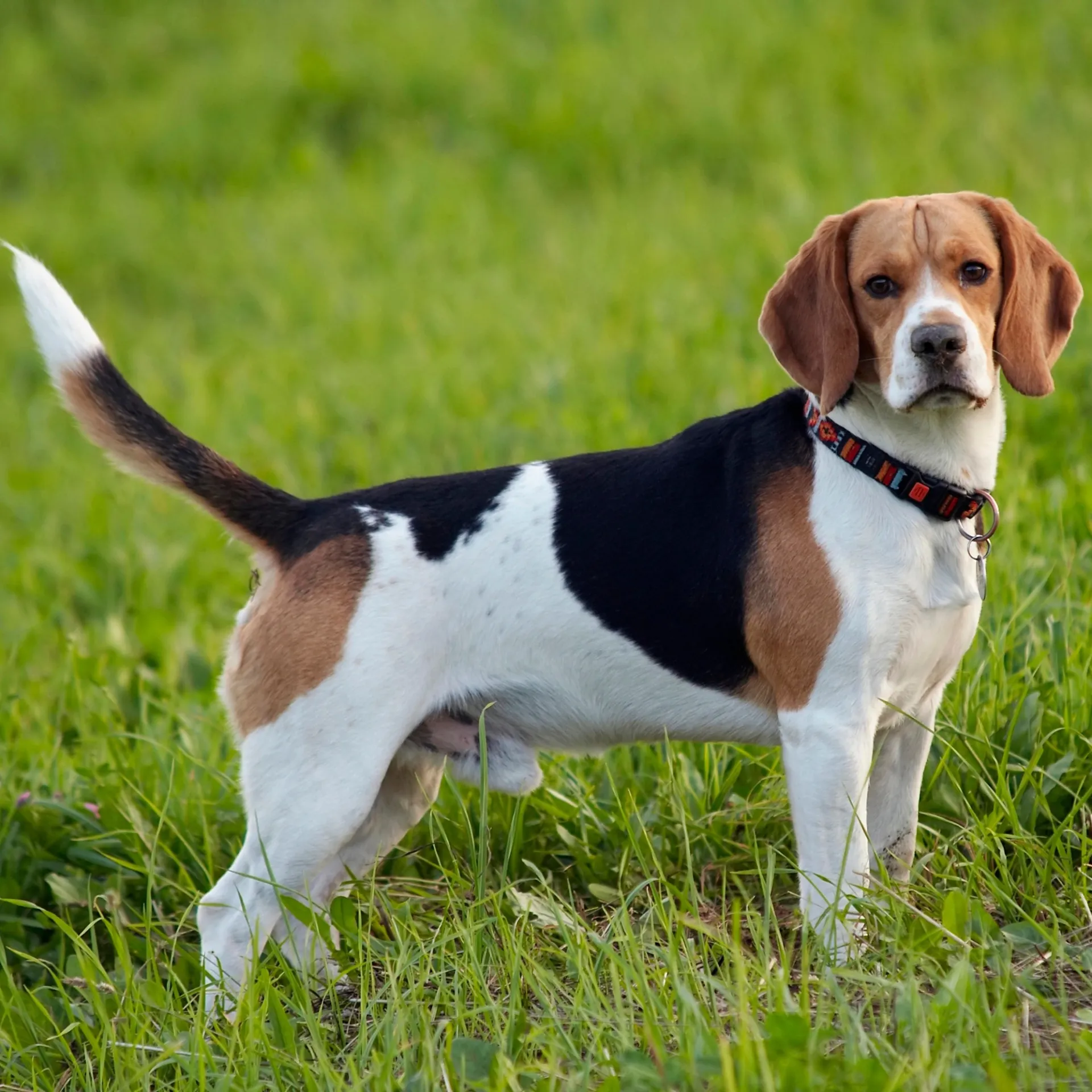 Beagle dog stands on green grass brown black white tail up collar