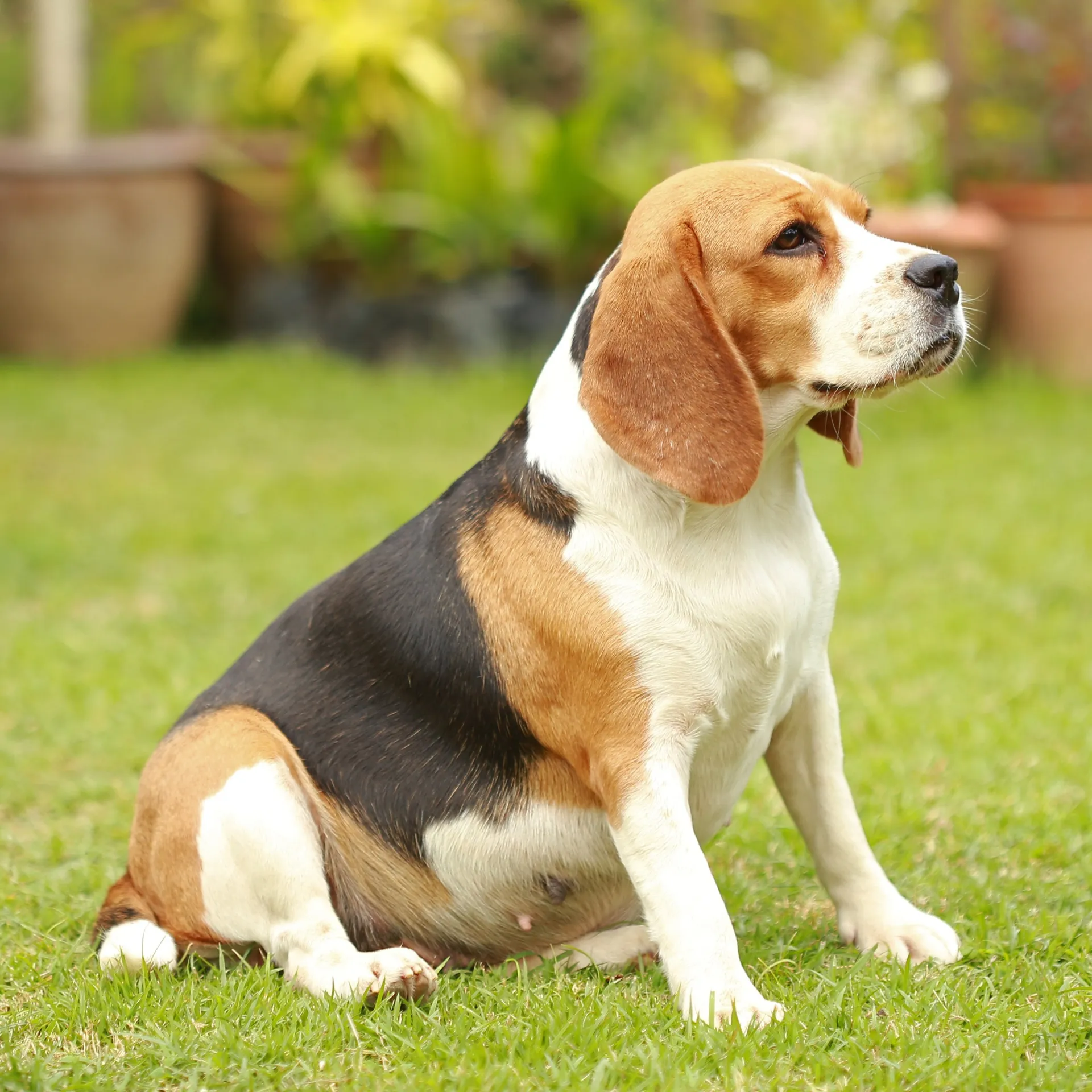 Beagle dog sits on green grass brown black white looking right