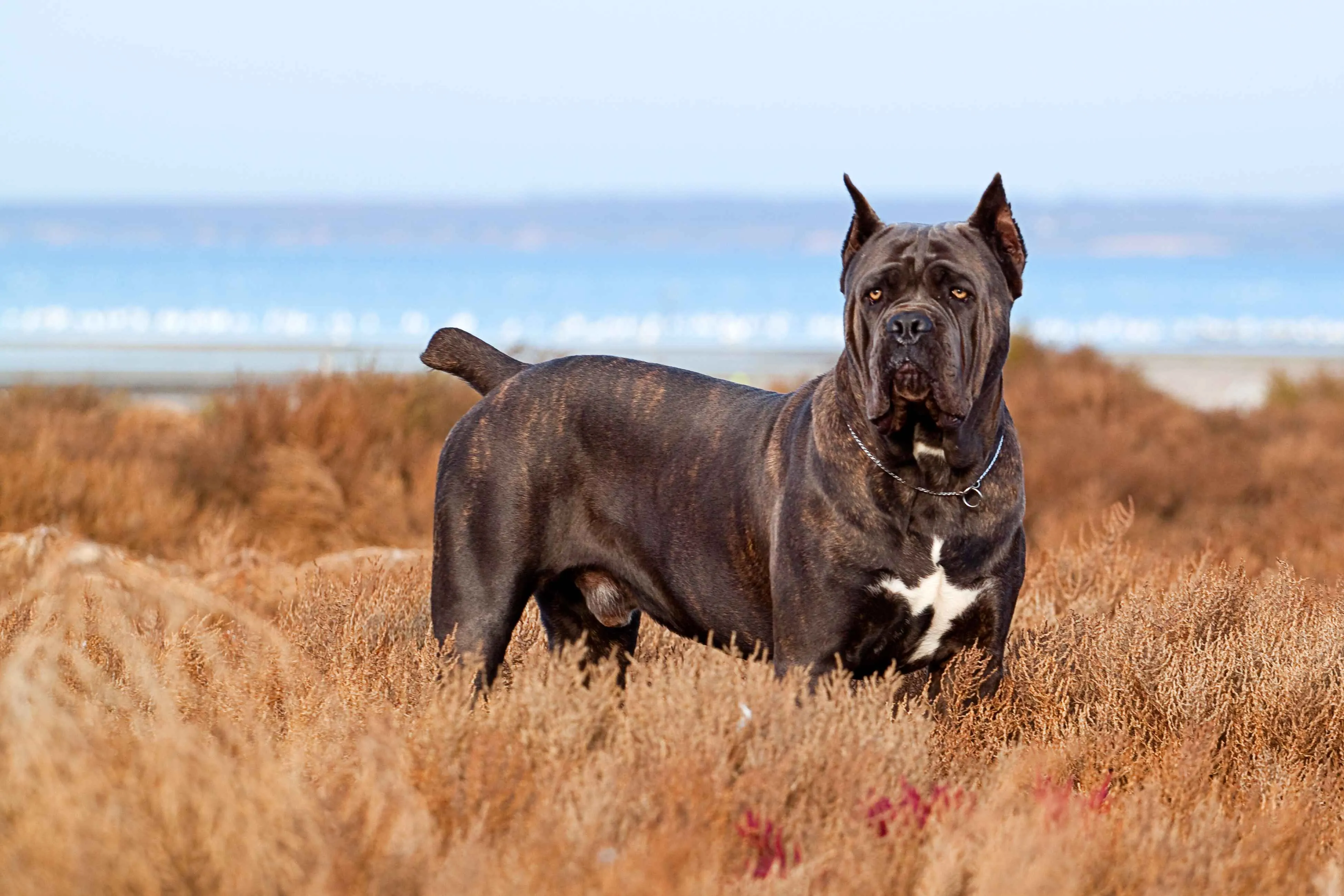 Brindle Cane Corso with cropped ears and docked tail stands in dry grass near water