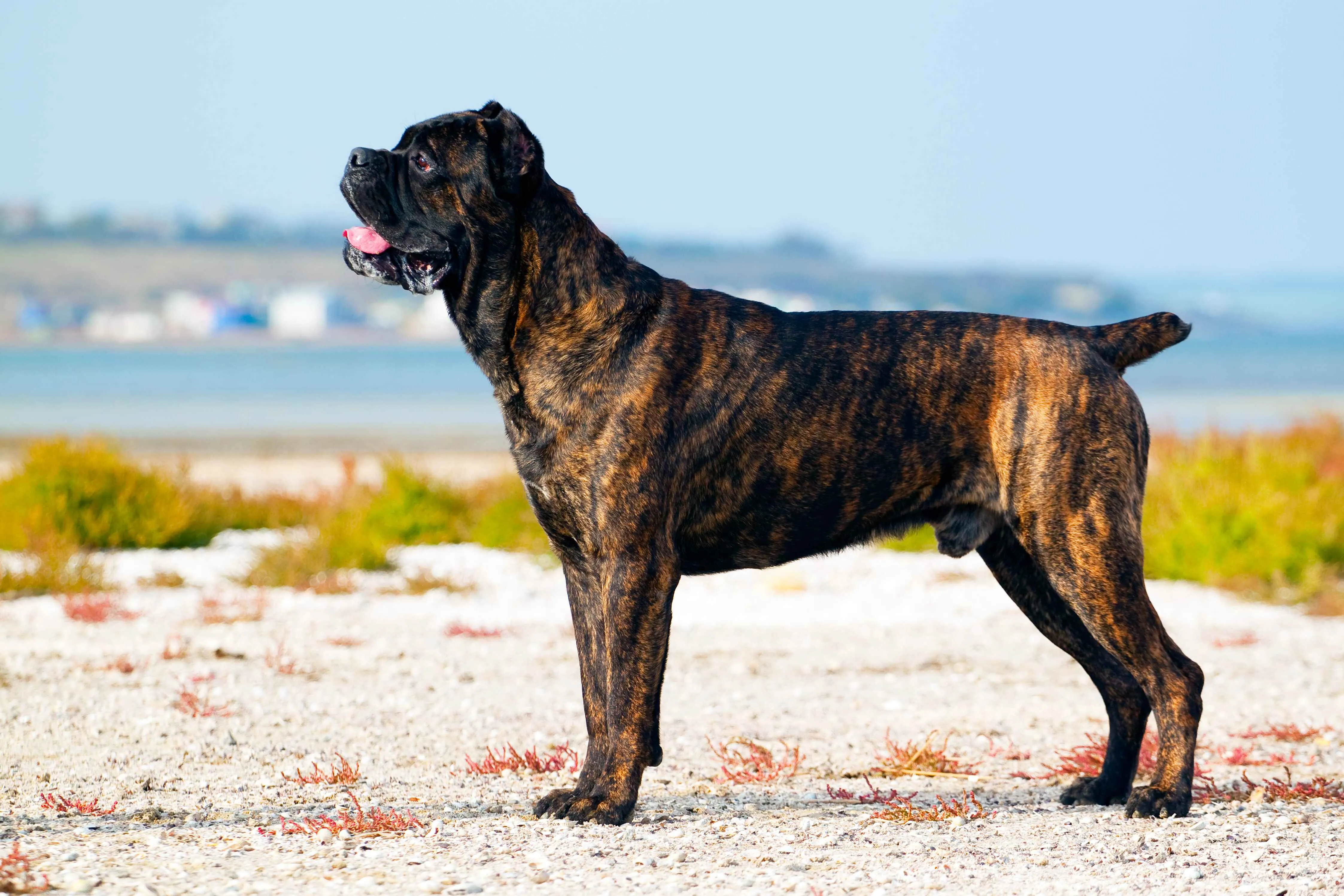 Brindle Cane Corso with cropped ears standing sideways on a sandy surface near water