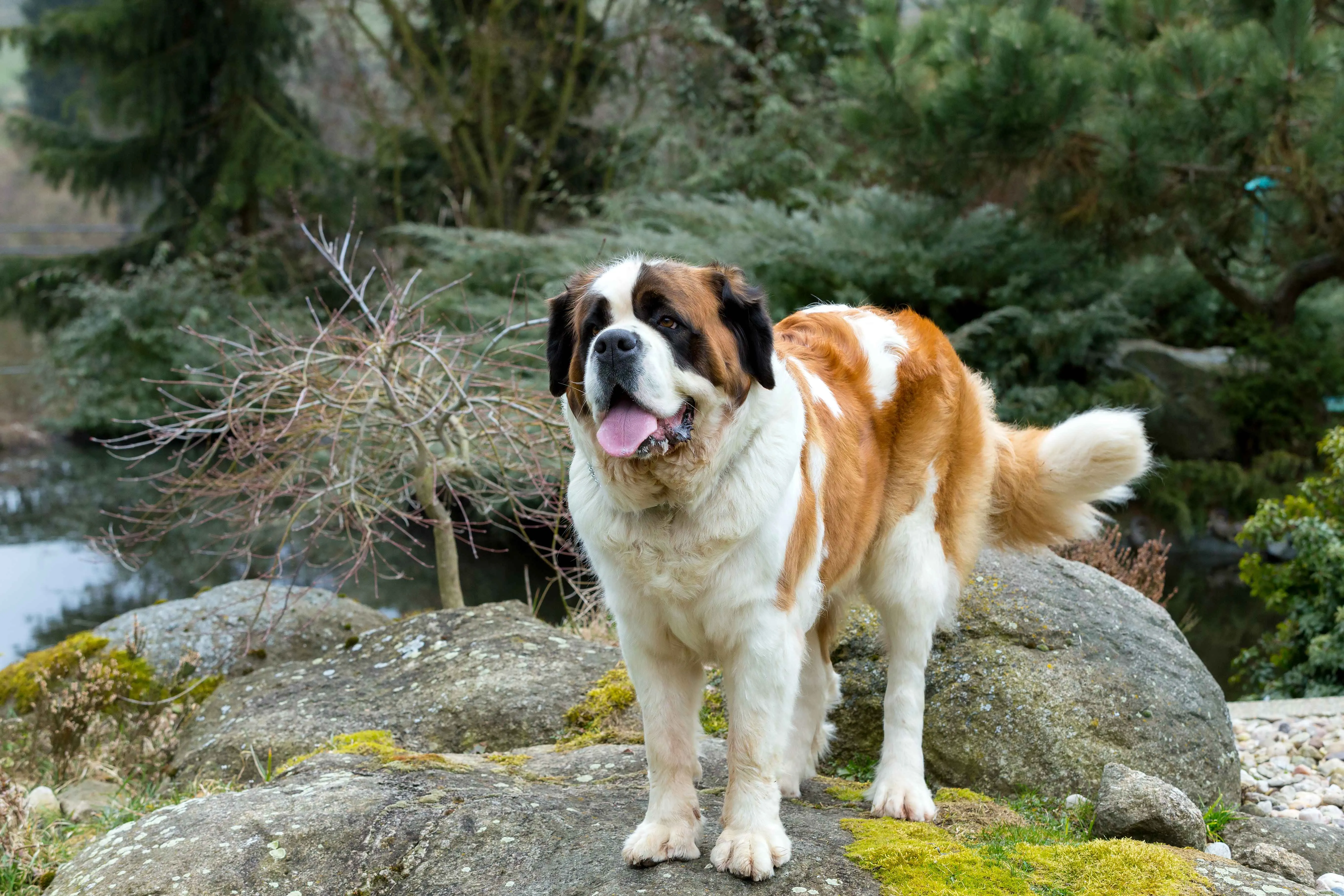 Brown white Saint Bernard dog stands on mossy rocks looking left with trees behind it