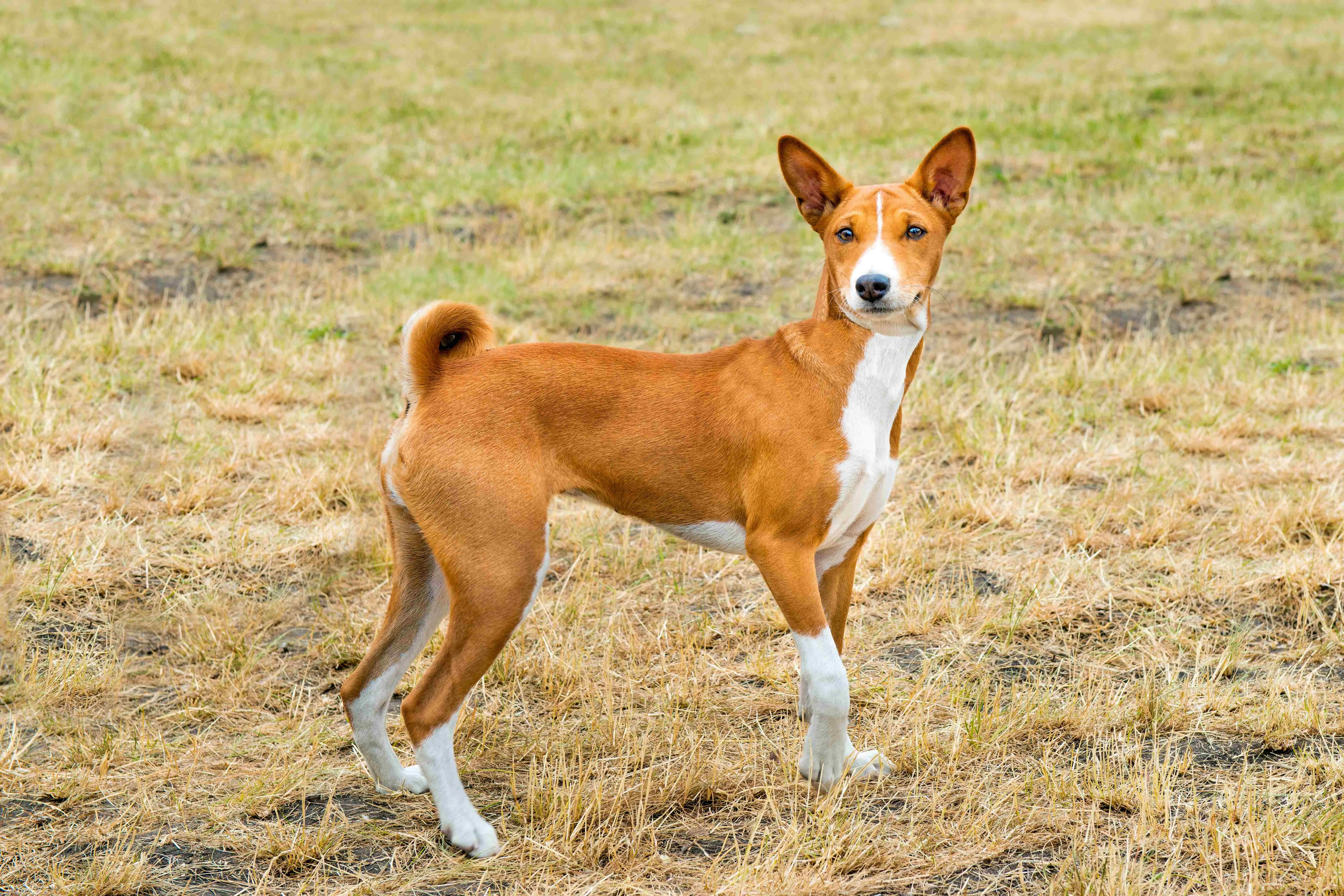 Basenji Dog Breed Guide: Temperament, Diet, and Care
