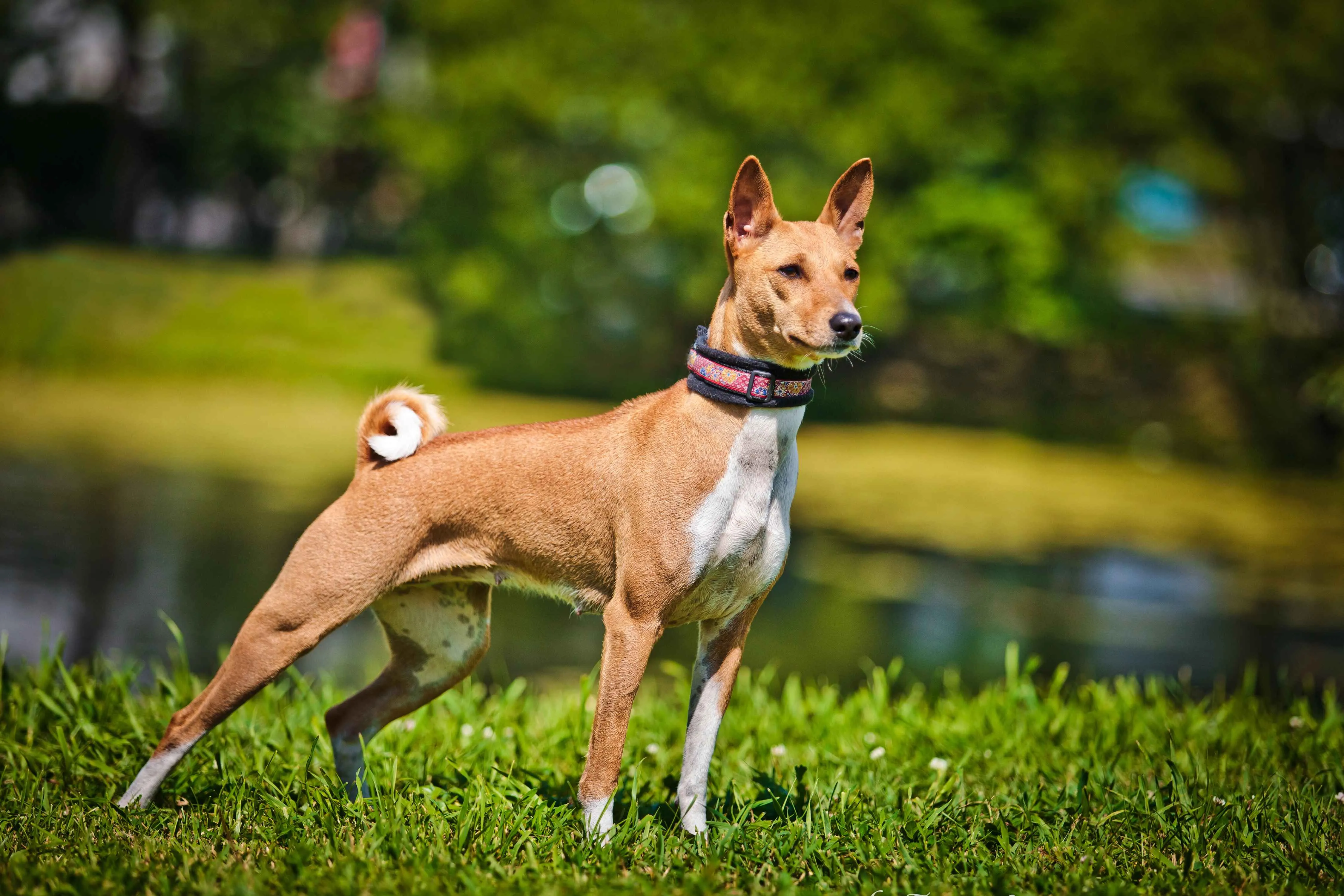 Basenji Dog Breed Guide: Temperament, Diet, and Care