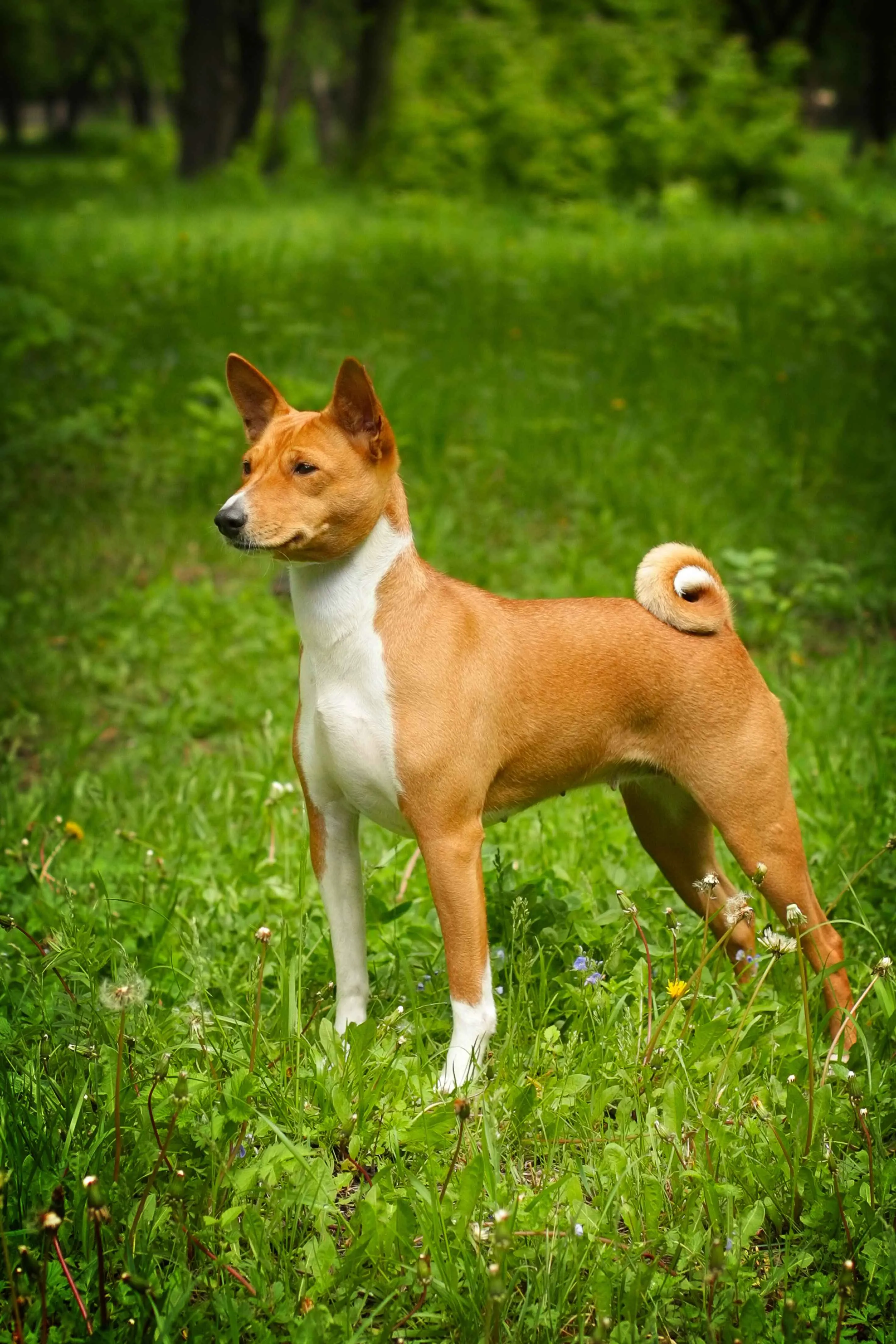 Tan and white Basenji dog stands in green grass curled tail and trees in the background