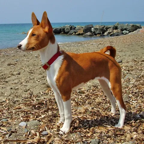 Tan and white Basenji dog stands on a sandy beach and the ocean in the background