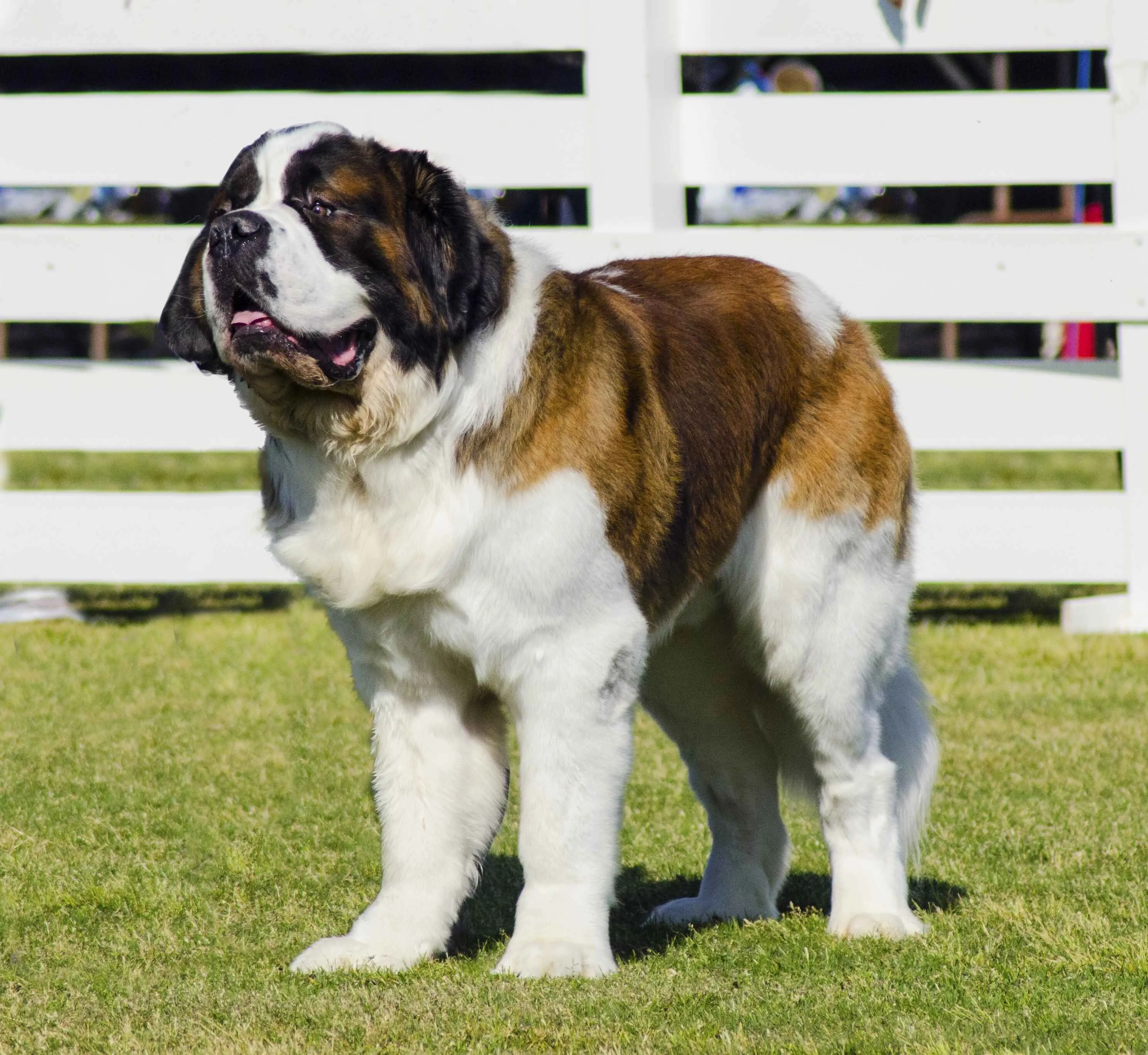 Brown white St Bernard dog stands on green grass looking left with a white fence behind it