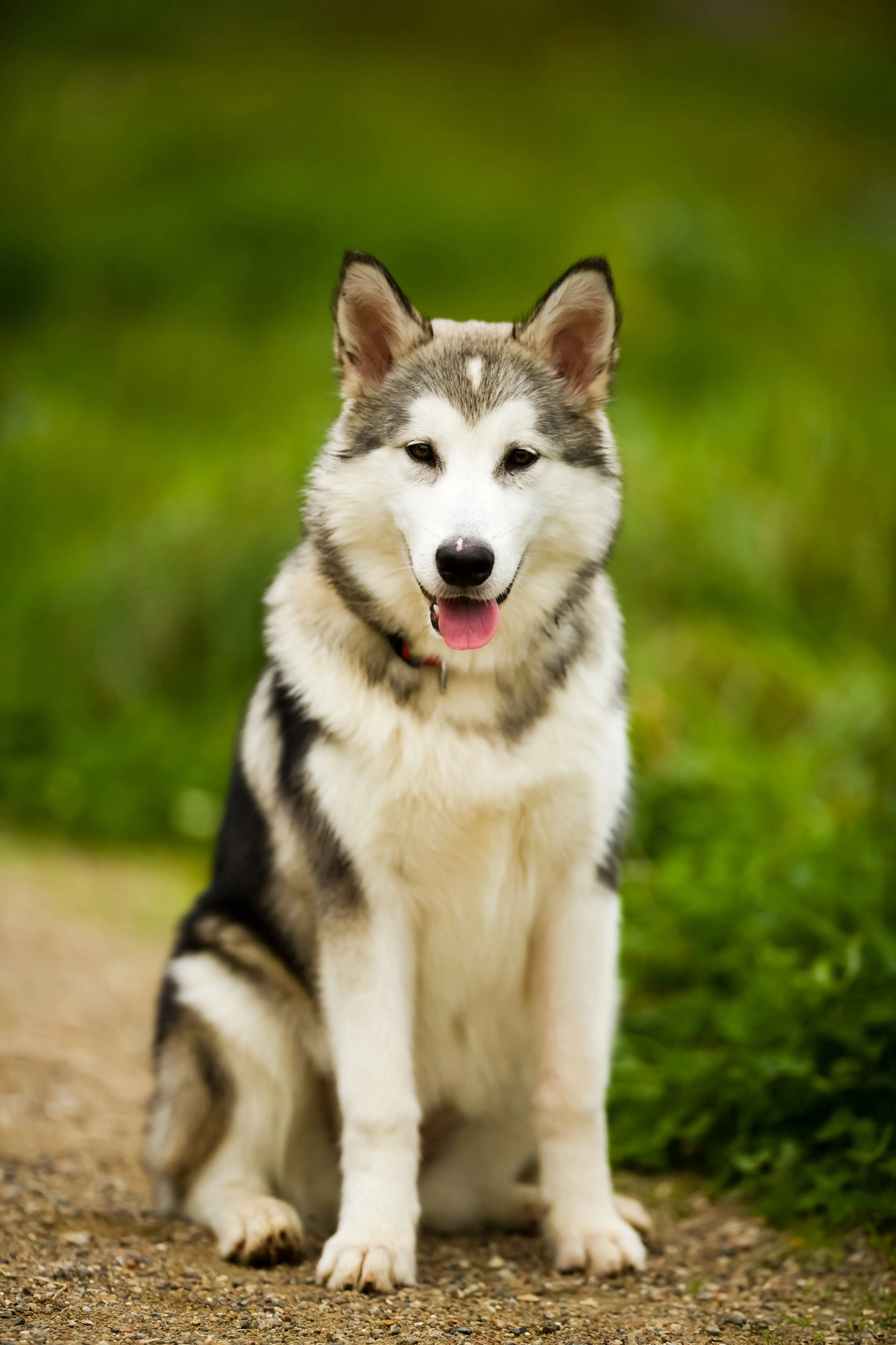 Gray white Alaskan Malamute dog sits on a path looking forward with its tongue out