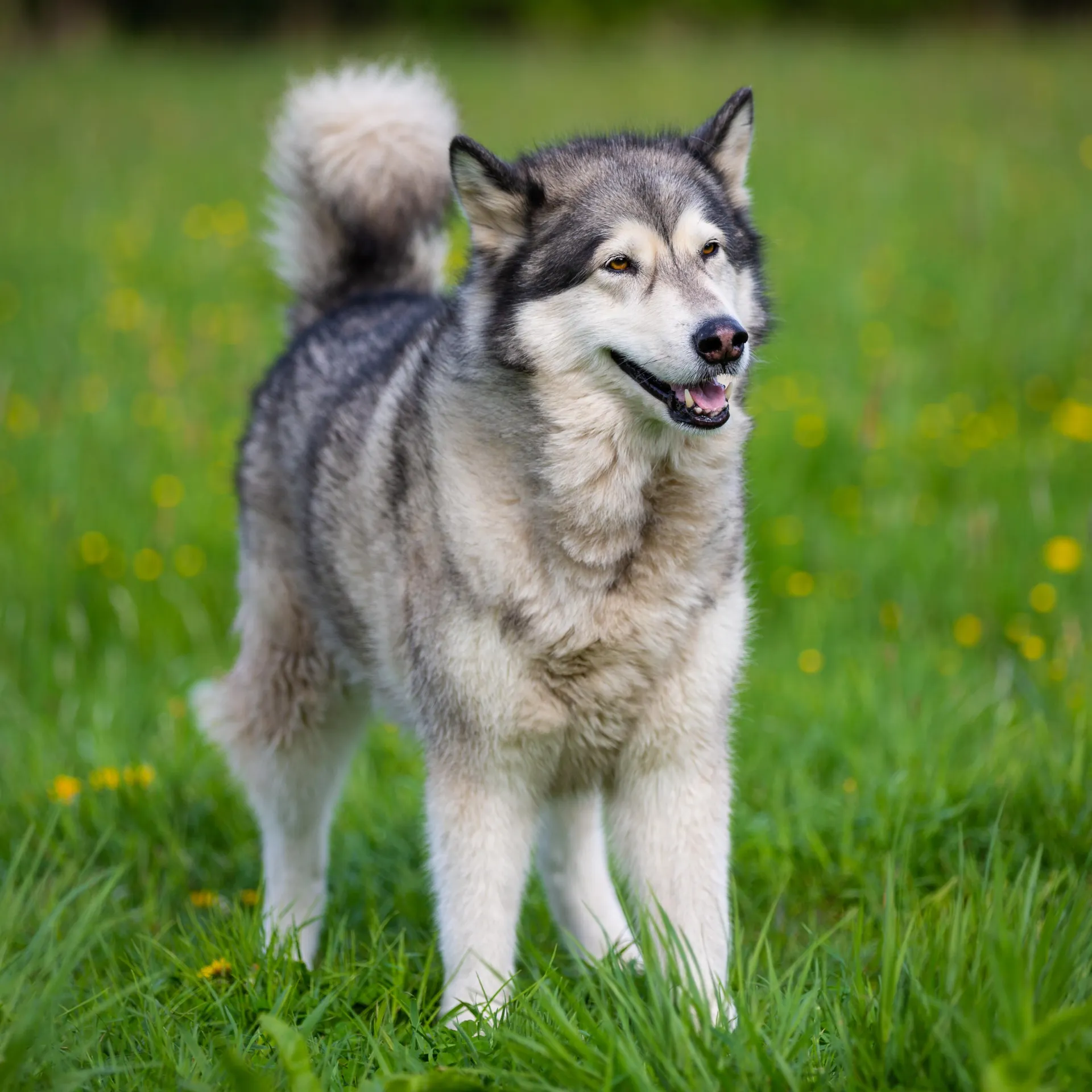 Gray white Alaskan Malamute dog stands in green grass looking right with a fluffy tail