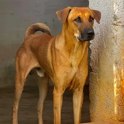 Tan Kombai dog with semi erect ears and a curled tail stands indoors
