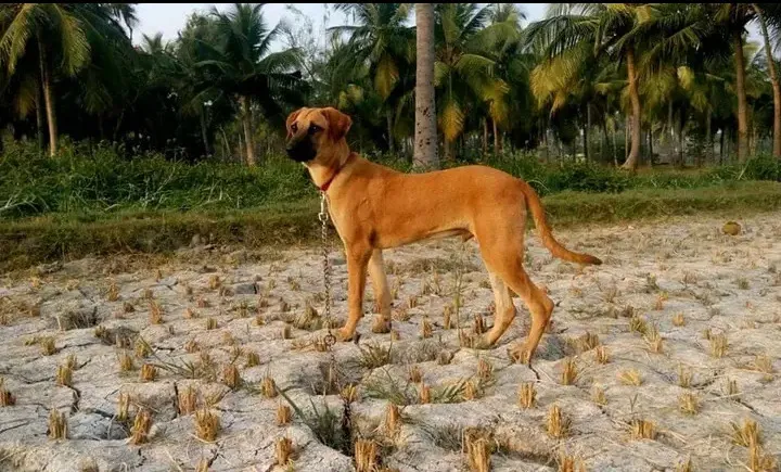Tan Kombai dog with erect ears and a black collar stands on cracked earth