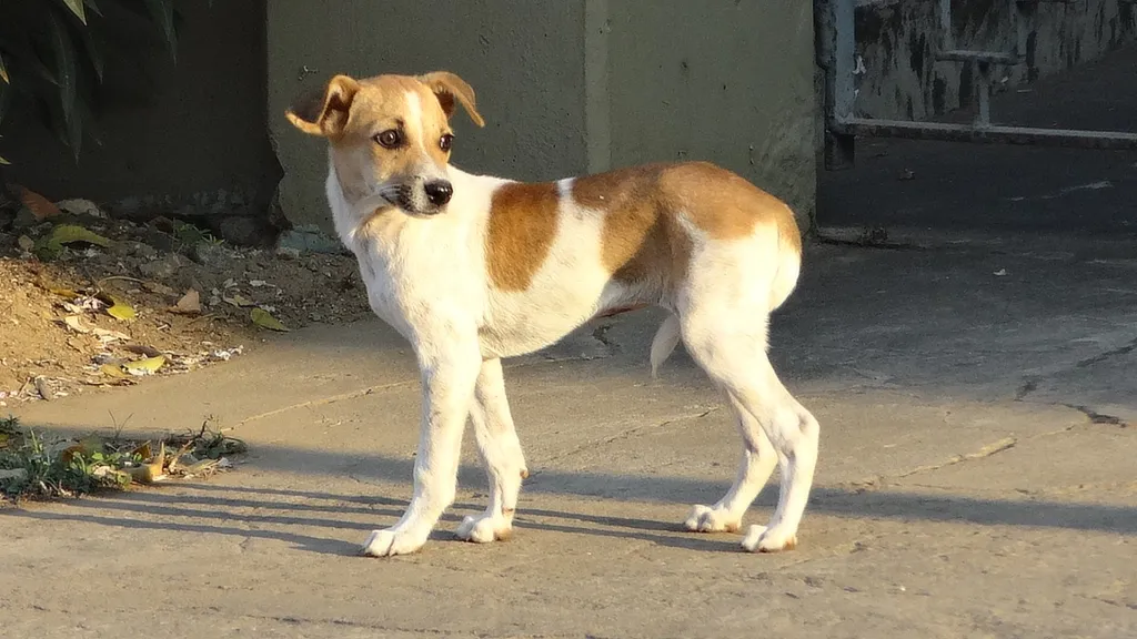 Tan and white Pandikona with semi erect ears stands on a concrete surface looking left