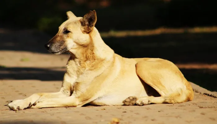 Tan Indian Pariah Dog with erect ears lies down on a concrete surface looking left