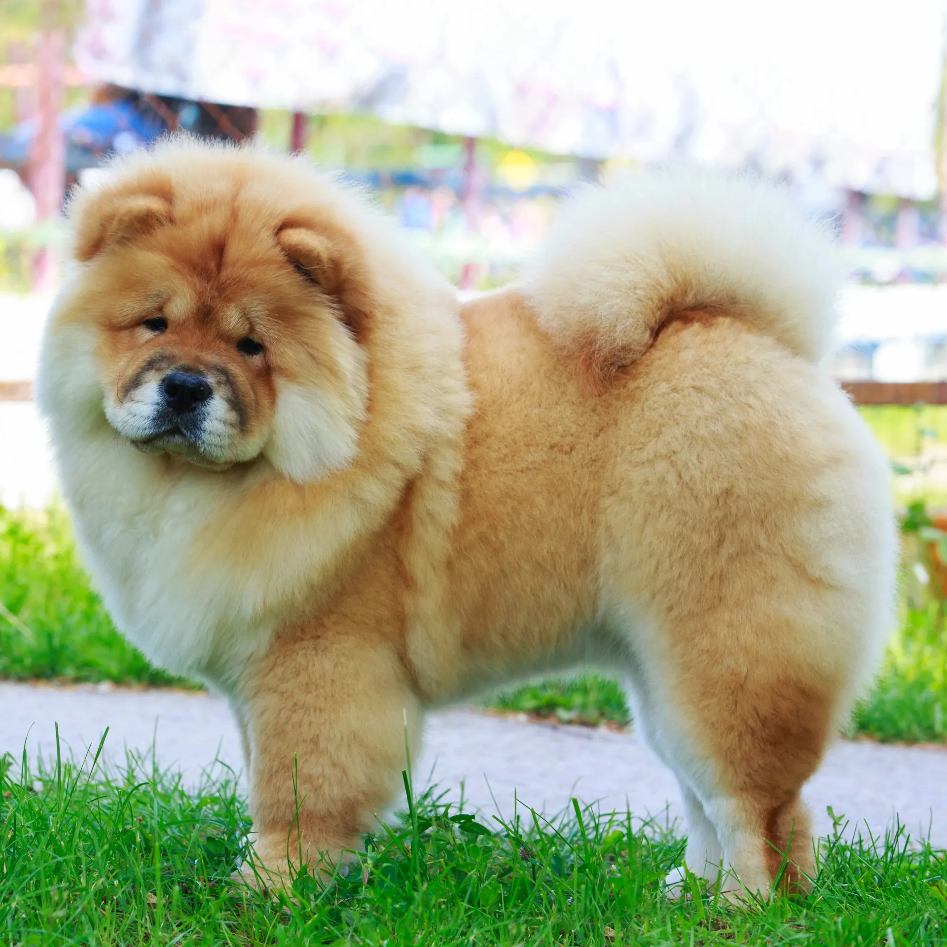 Light brown and cream fluffy Chow Chow standing on grass near a paved area