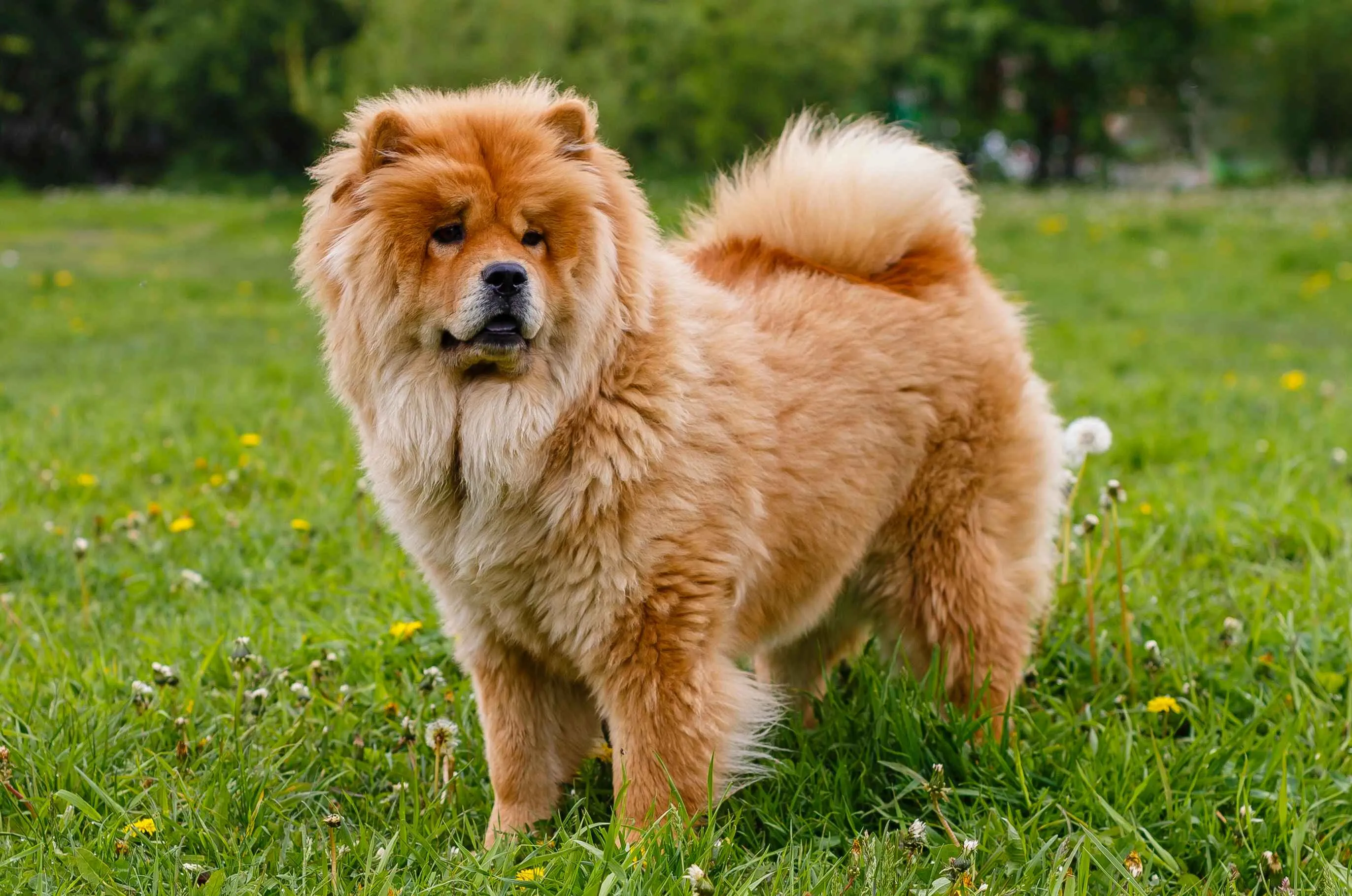 Light brown fluffy Chow Chow standing in a grassy field with small flowers