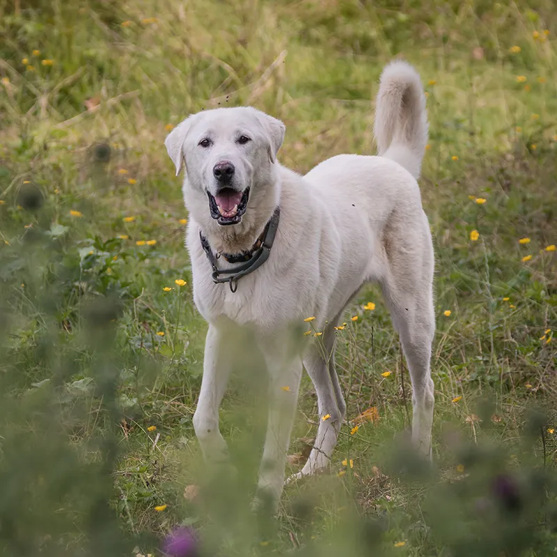 White Akbash dog with open mouth standing in a field of green and yellow plants